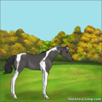 Horse Color:Black Tobiano 