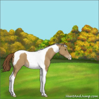Horse Color:Classic Cream Champagne Tobiano Appaloosa 