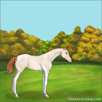 Horse Color:Classic Cream Champagne Pearl Tobiano Appaloosa 