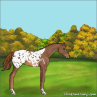 Horse Color:Chestnut Appaloosa 