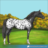 Horse Color:Black Appaloosa 