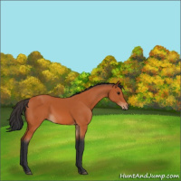 Horse Color:Bay 