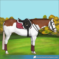 Horse Color:Chestnut Splash 