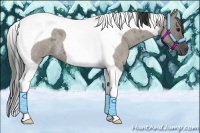 Horse Color:Smoky Grullo Roan Tobiano 