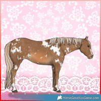Horse Color:White Spotted Chocolate Palomino Sabino Appaloosa 