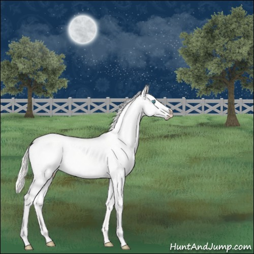 Horse Color:Cremello Dun 
