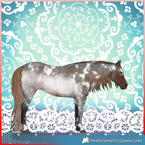 Horse Color:White Spotted Liver Red Roan