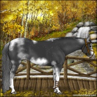 Horse Color:White Spotted Black Splash Tobiano Frame Varnish 