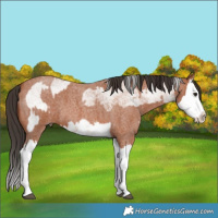 Horse Color:White Spotted Bay Splash and Bay Roan Splash
