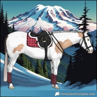 Horse Color:Amber Champagne Splash Tobiano Rabicano 