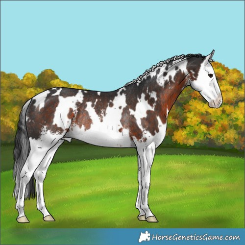 Horse Color:White Spotted Brown Sabino Splash Rabicano 
