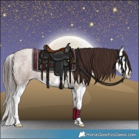 Horse Color:Classic Champagne Roan Splash 