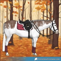 Horse Color:White Spotted Silver Black Splash 