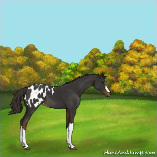 Horse Color:Liver Chestnut Appaloosa