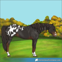 Horse Color:Liver Chestnut Blanket 