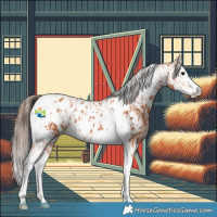 Horse Color:Bay Splash Tobiano Near Leopard and Bay Splash Tobiano Near Leopard