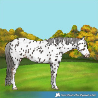 Horse Color:Liver Chestnut Near Leopard