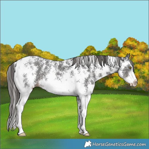 Horse Color:Liver Chestnut Sabino 