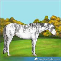 Horse Color:Liver Chestnut Sabino