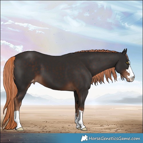 Horse Color:Liver Chestnut Appaloosa 