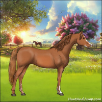 Horse Color:Chestnut Sabino