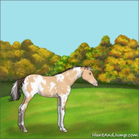 Horse Color:White Spotted Amber Champagne 