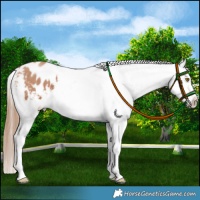 Horse Color:Chocolate Brown Pearl Appaloosa 