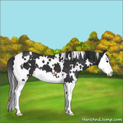 Horse Color:White Spotted Brown Splash 