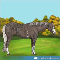Horse Color:Black  and Silver Black 