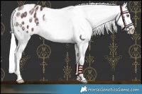Horse Color:Chocolate Silver Smoky Black Chinchilla Snowflake Varnish 