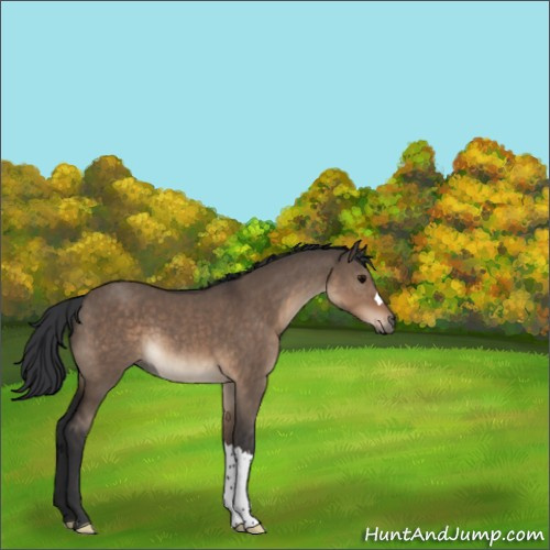 Horse Color:Brown Dun 