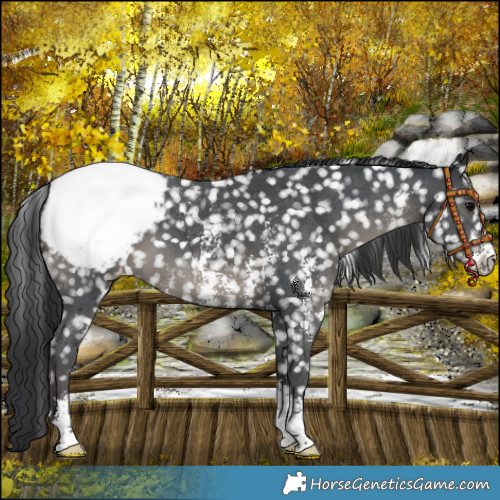 Horse Color:Platinum Black Sabino Appaloosa 