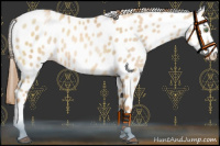 Horse Color:Red Dun Pearl Leopard 