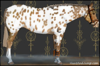 Horse Color:Chocolate Palomino Near Leopard 