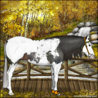 Horse Color:Liver Chestnut Splash Appaloosa 