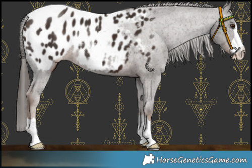 Horse Color:Liver Chestnut Appaloosa 