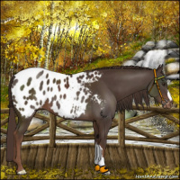 Horse Color:Liver Chestnut Appaloosa