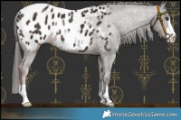 Horse Color:Liver Chestnut Appaloosa 