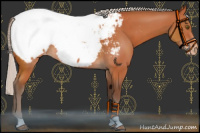 Horse Color:Silver Bay Snowcap 
