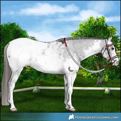 Horse Color:White Spotted Smoky Black Sabino Appaloosa