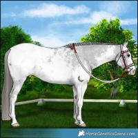 Horse Color:White Spotted Smoky Black Sabino Appaloosa 