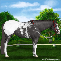 Horse Color:White Spotted Smoky Black Sabino Appaloosa
