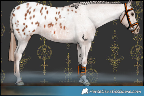 Horse Color:Chestnut Appaloosa 