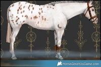 Horse Color:Chestnut Appaloosa 