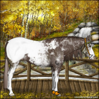 Horse Color:White Spotted Liver Chestnut Snowcap 