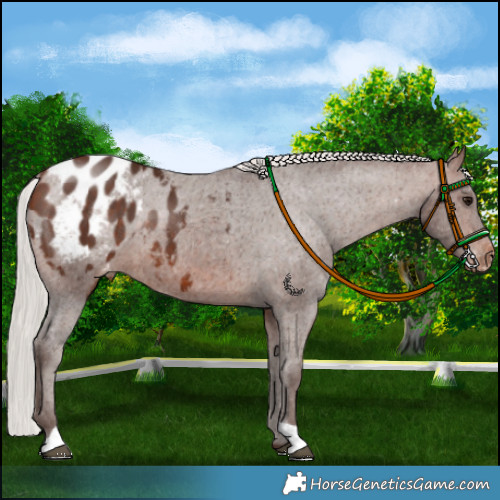 Horse Color:Silver Brown Appaloosa