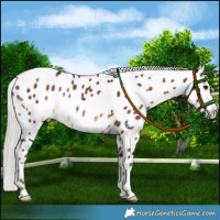 Horse Color:Chocolate Silver Brown Near Leopard 