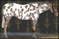 Horse Color:Chocolate Silver Smoky Black Appaloosa 