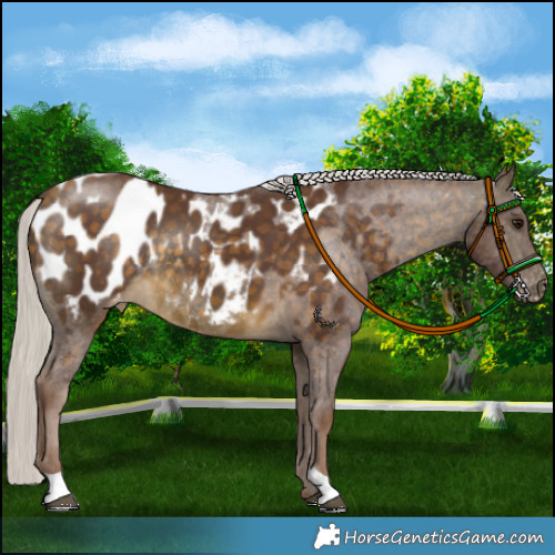 Horse Color:Chocolate Silver Buckskin Appaloosa Rabicano 