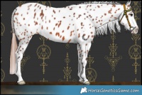 Horse Color:Chocolate Bay Near Leopard 